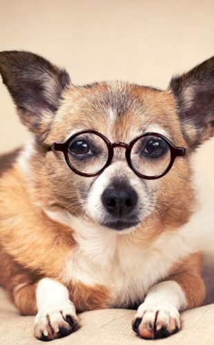 imagedog-home2-ss6-min